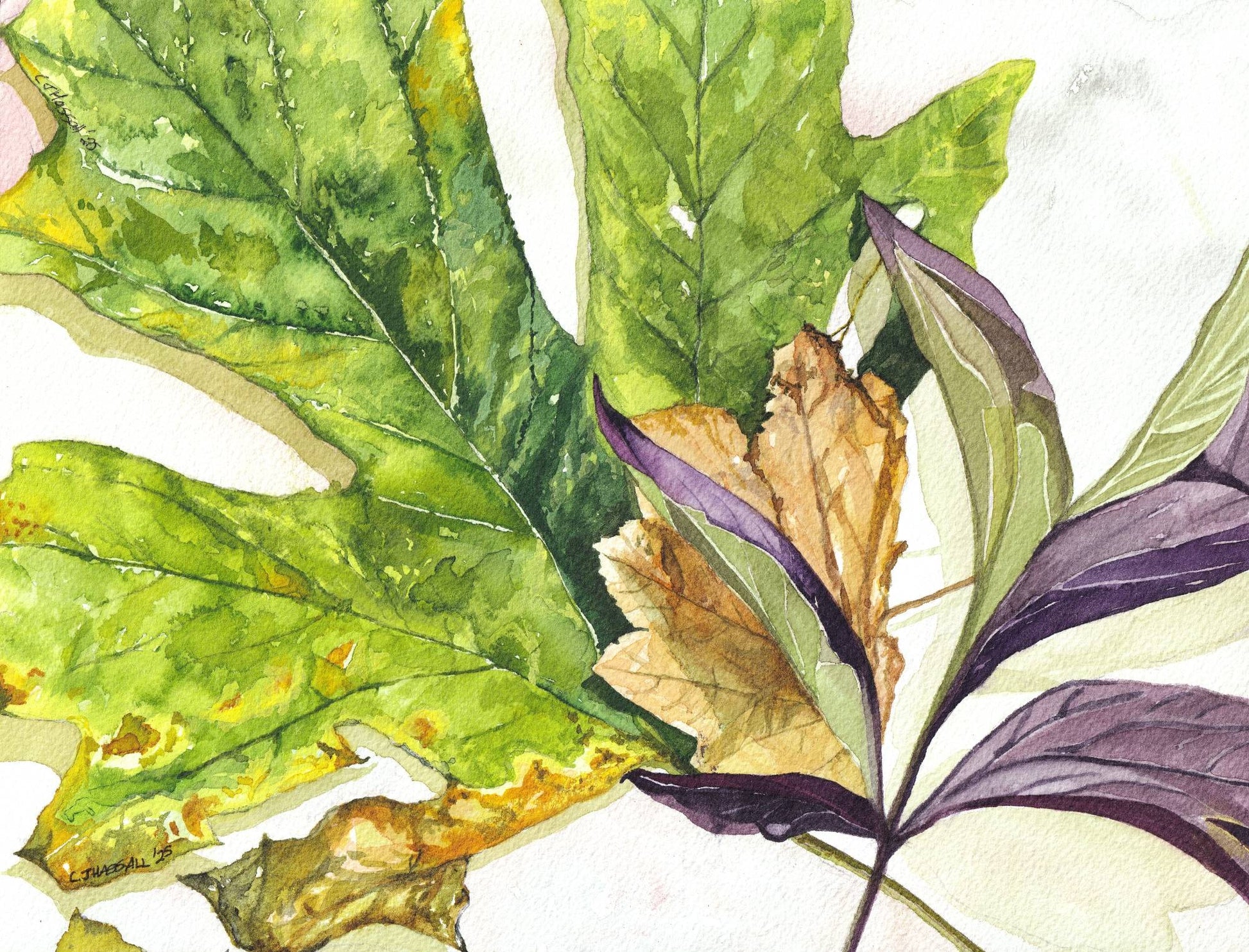 Autumn - an original watercolor of fall leaves by CJ Hassall