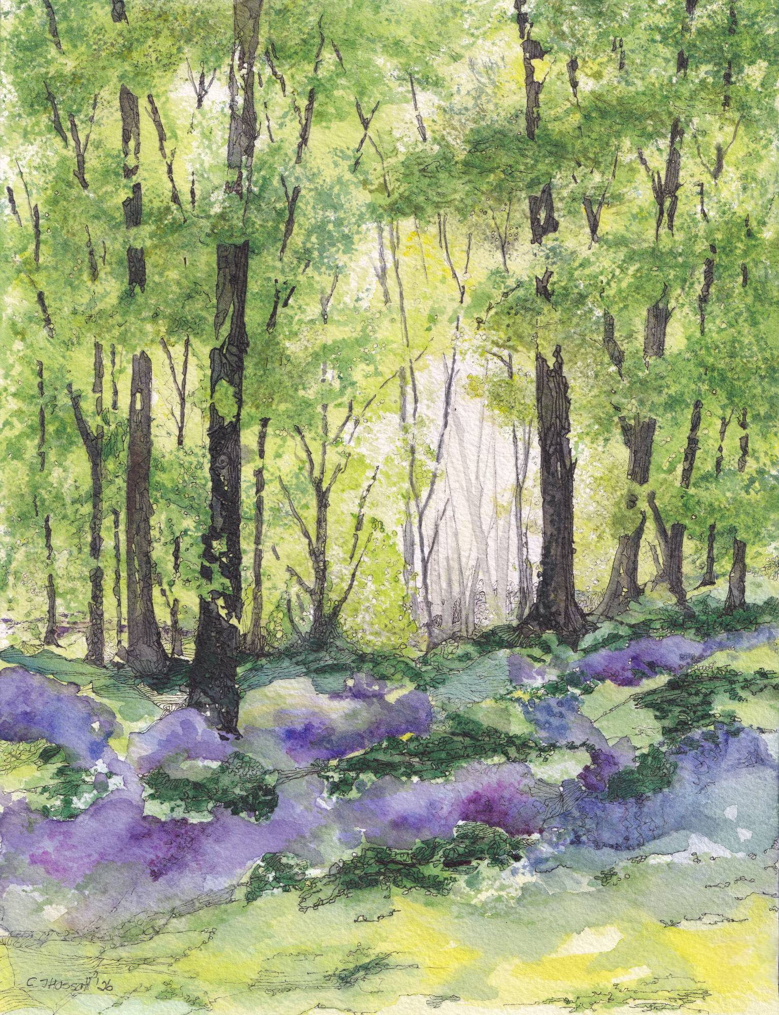 Original watercolor and ink painting of a sunlit forest grove of spring bluebells by CJ Hassall