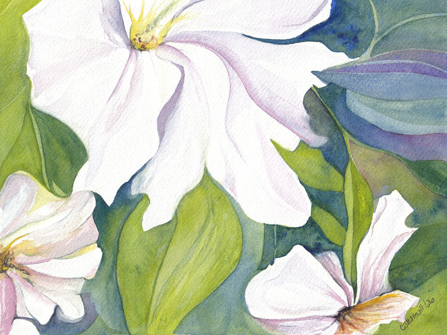 Climbing - original watercolor showing a close in view of white clematis flowers by CJ Hassall