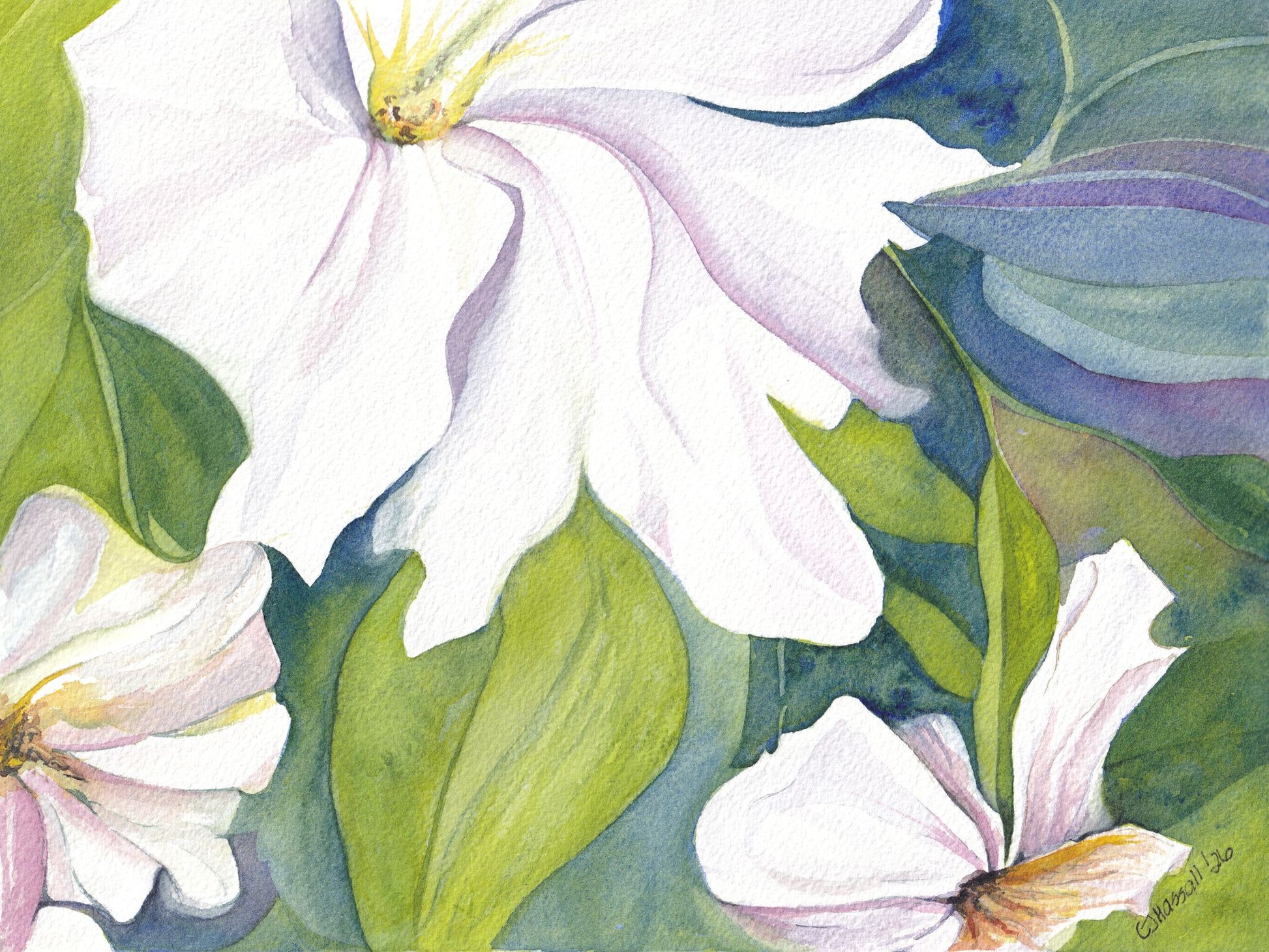 Climbing - original watercolor showing a close in view of white clematis flowers by CJ Hassall