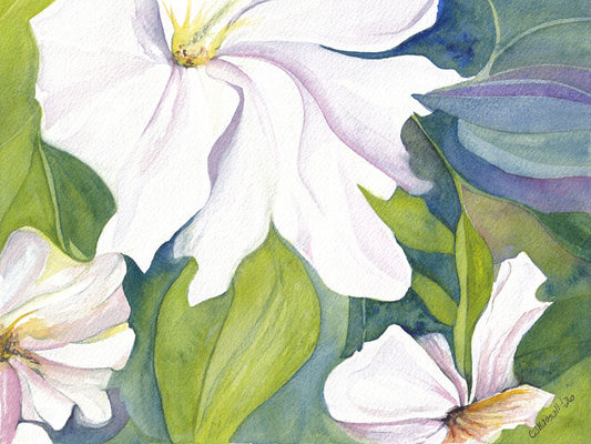 Climbing - original watercolor showing a close in view of white clematis flowers by CJ Hassall