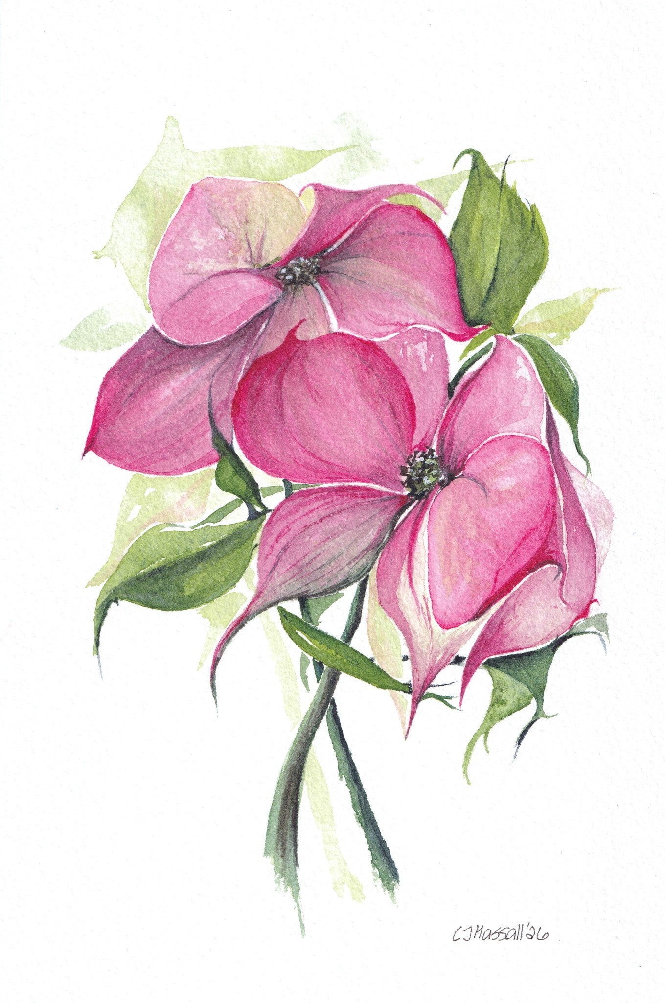 Dogwood - original watercolor painting depicting a small bouquet of dogwood by CJ Hassall