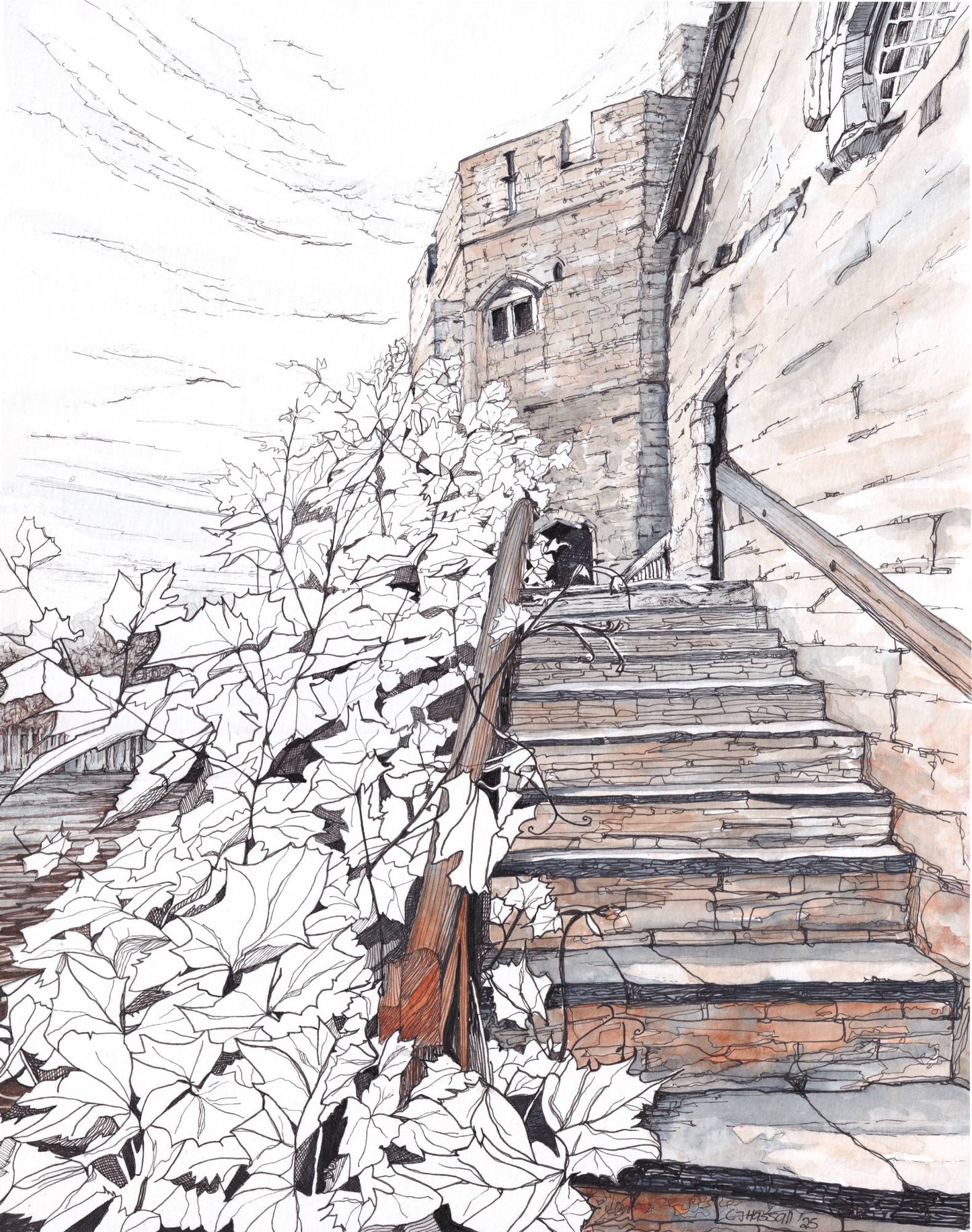 Rapunzel's Vine - an ink and watercolor depiction of a sweeping vine climbing up stone steps at Stokesay Castle by CJ Hassall