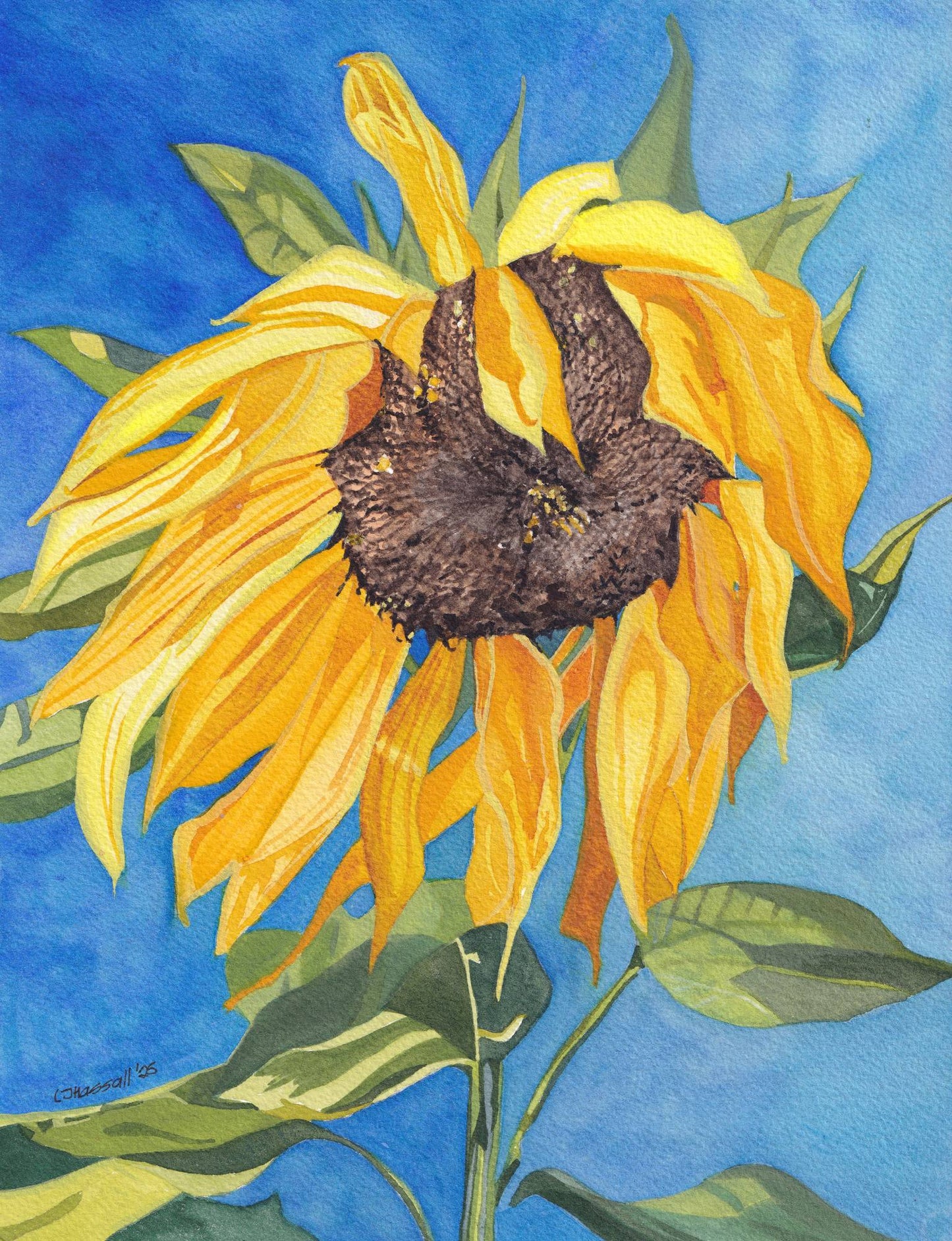 Original watercolor painting of a sunny sunflower against a brilliant blue sky by CJ Hassall