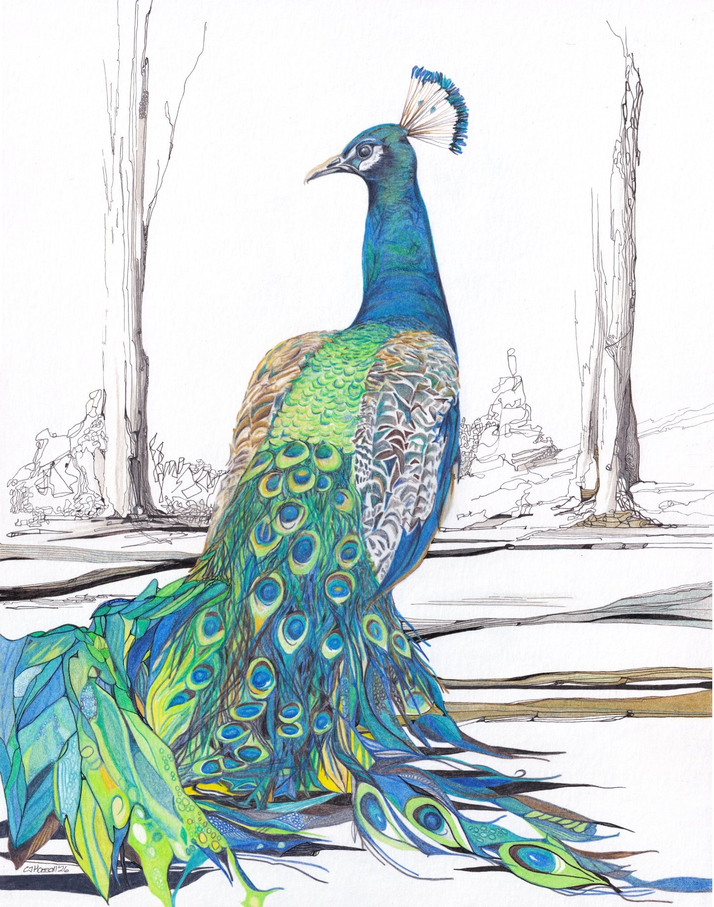 The King — colored pencil and archival ink painting of a peacock, rendered from luminous realism to abstraction, by CJ Hassall